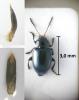 Hermaeophaga cicatrix